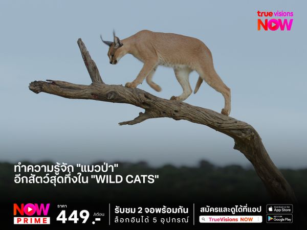 ทำความรู้จัก "แมวป่า"  อีกสัตว์สุดทึ่งใน "Wild Cats"    