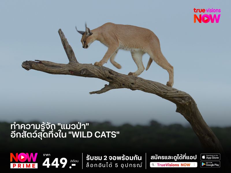 ทำความรู้จัก "แมวป่า"  อีกสัตว์สุดทึ่งใน "Wild Cats"    