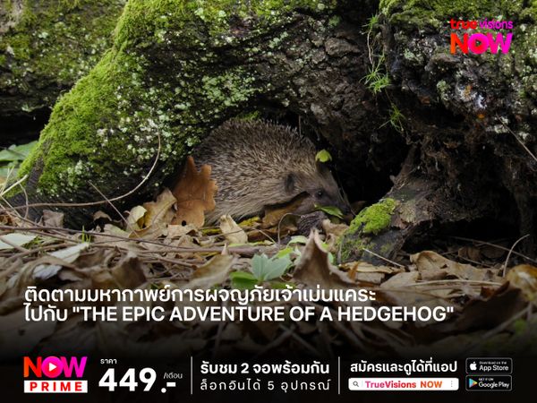 ติดตามมหากาพย์การผจญภัยเจ้าเม่นแคระ ไปกับ "The Epic Adventure of a Hedgehog"