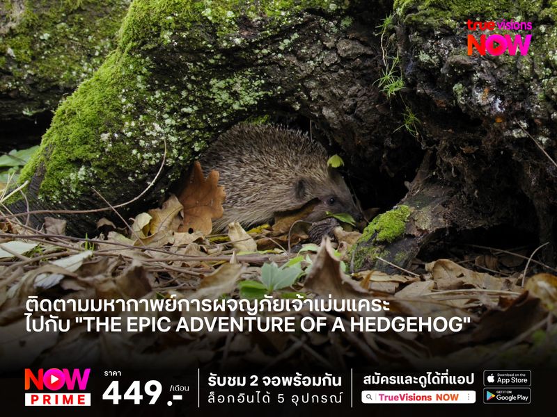 ติดตามมหากาพย์การผจญภัยเจ้าเม่นแคระ ไปกับ "The Epic Adventure of a Hedgehog"