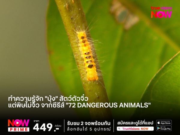 ทำความรู้จัก "บุ้ง" สัตว์ตัวจิ๋ว แต่พิษไม่จิ๋ว จากซีรีส์ "72 Dangerous Animals"