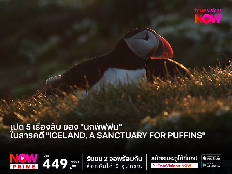 เปิด 5 เรื่องลับ ของ "นกพัฟฟิน" ในสารคดี "Iceland, a Sanctuary for Puffins"