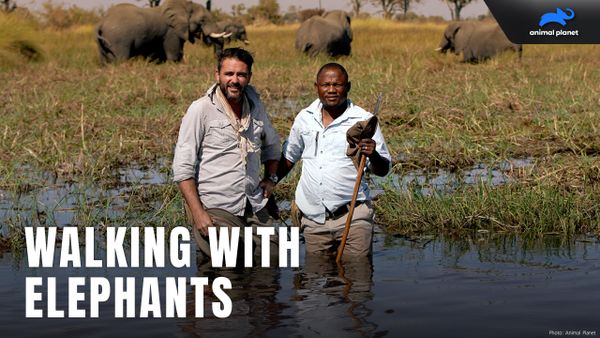 Walking with Elephants