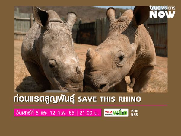 ก่อนแรดสูญพันธุ์ SAVE THIS RHINO