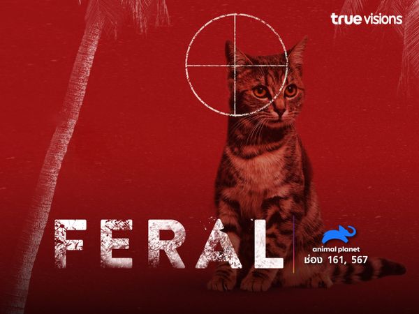 Feral