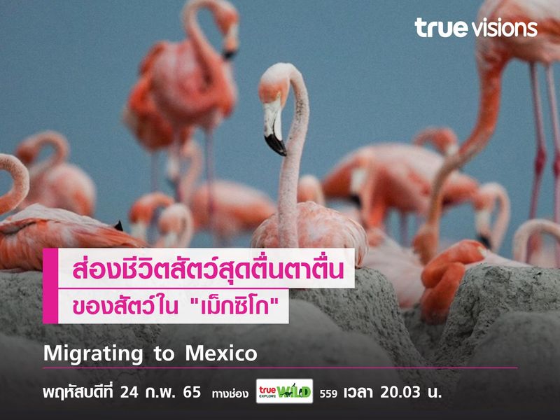 ส่องชีวิตสัตว์สุดตื่นตาตื่นใจไปกับ "Migrating to Mexico"