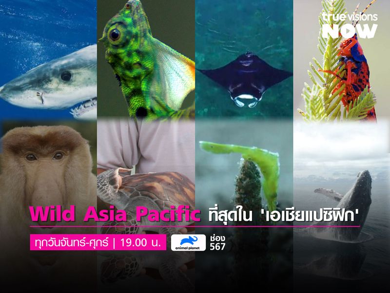 Wild Asia Pacific ที่สุดของสัตว์น้อยใหญ่ใน 'เอเชียแปซิฟิก'