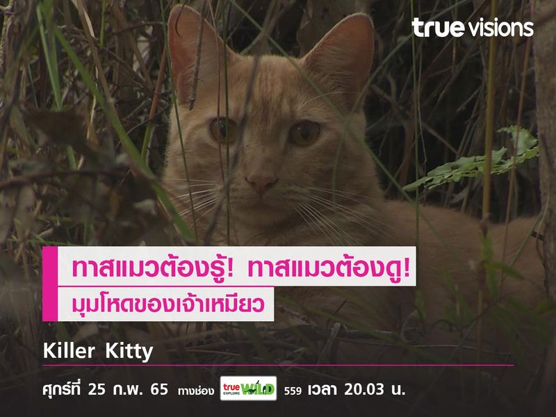 ทาสแมวต้องรู้! ทาสแมวต้องดู! "แมวน้อยสุดรัก" หรือ "สัตว์นักล่าสุดโหด"