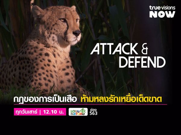 ATTACK AND DEFEND บทพิสูจน์ของนักล่าตัวจริง