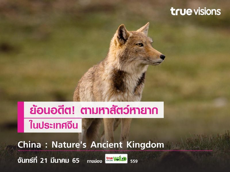 ย้อนอดีต! ตามหาสัตว์หายากในประเทศจีน ไปกับ China : Nature's Ancient Kingdom 