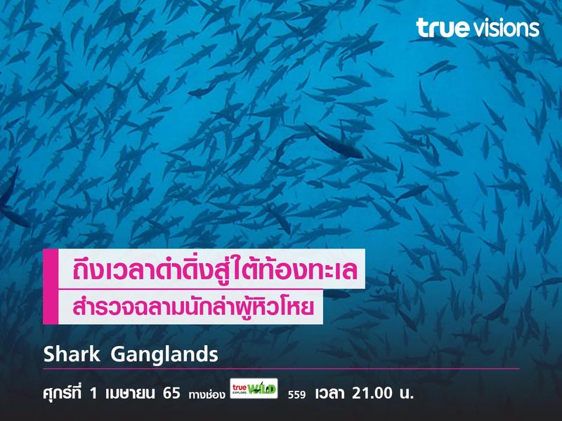 ดำดิ่งสู่ใต้ท้องทะเล สำรวจฉลามนักล่าผู้หิวโหย ไปกับ "Shark Ganglands"