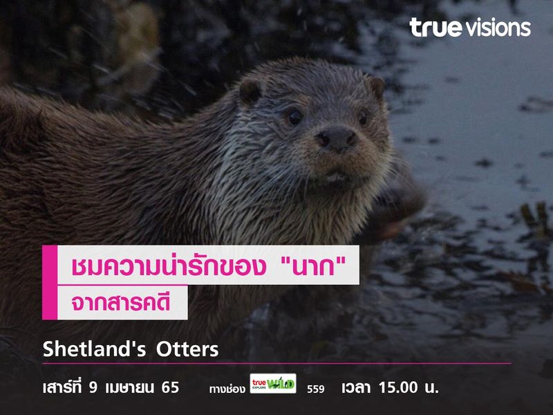 ชมความน่ารักของ "นากน้อย" จากสารคดี "Shetland's Otters"