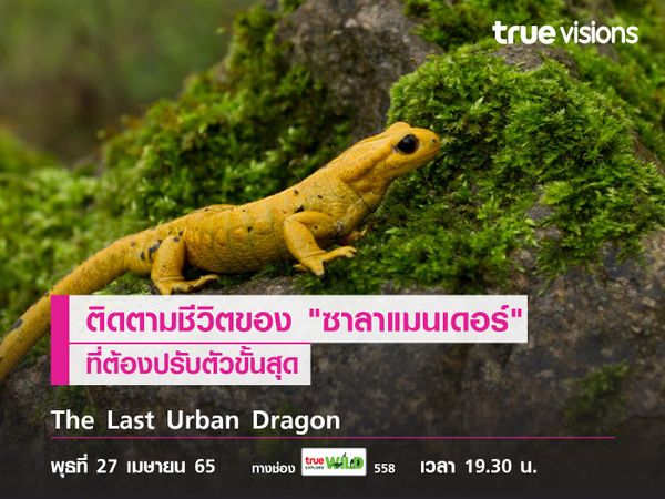 ติดตามชีวิตของ "ซาลาแมนเดอร์" ใน "The Last Urban Dragon"