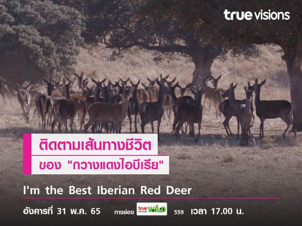 ติดตามเส้นทางชีวิต "กวางแดงไอบีเรีย" ใน "I'm the Best Iberian Red Deer"