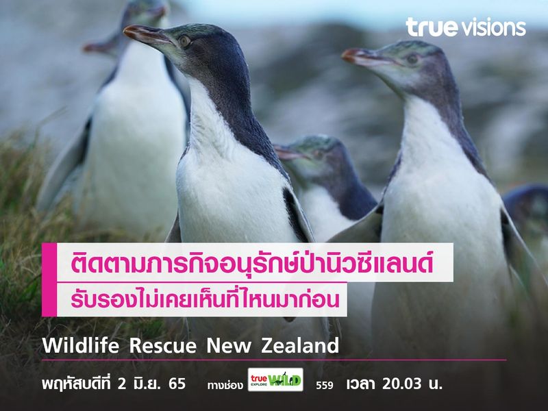 ติดตามภารกิจอนุรักษ์ป่านิวซีแลนด์ไปกับ "Wildlife Rescue New Zealand"