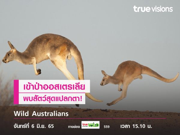 เข้าป่าออสเตรเลียส่องสัตว์ไปกับ "Wild Australians"