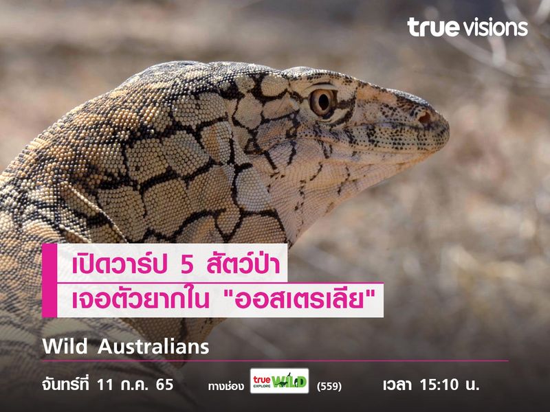 เปิดวาร์ป 5 สัตว์ป่าเจอตัวยากใน "ออสเตรเลีย" 