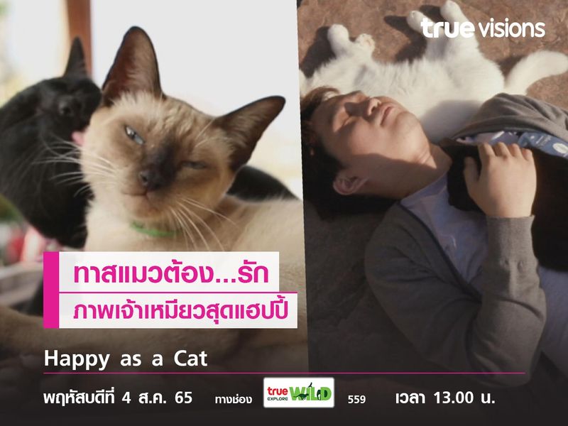 ทาสแมวต้อง...รัก ภาพเจ้าเหมียวสุดแฮปปี้จาก Happy as a Cat