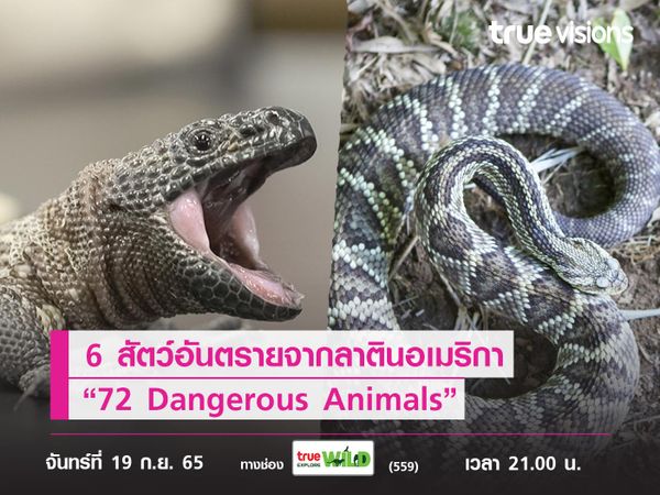 6 สัตว์อันตรายจากลาตินอเมริกา ใน "72 Dangerous Animals: Latin America"