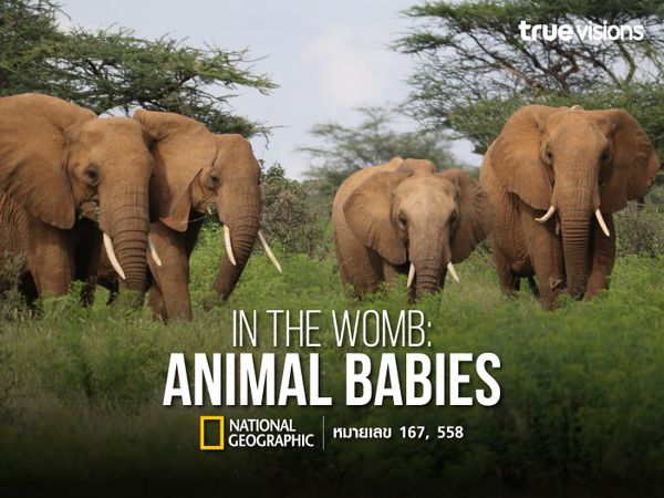 In the Womb: Animal Babies