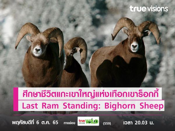 ศึกษาชีวิตแกะเขาใหญ่แห่งเทือกเขาร็อกกี้ Last Ram Standing: Bighorn Sheep